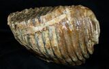 Partial P Mammoth Molar From North Sea #3383-2